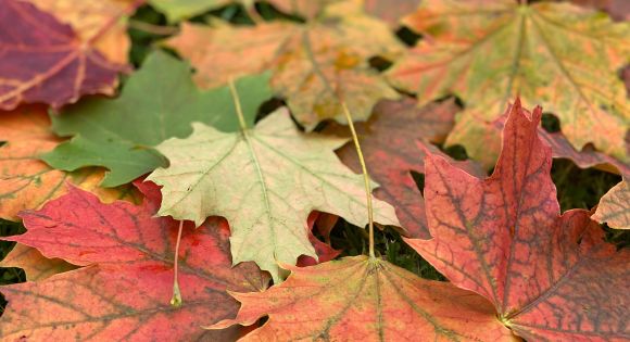 Убирать ли листья?